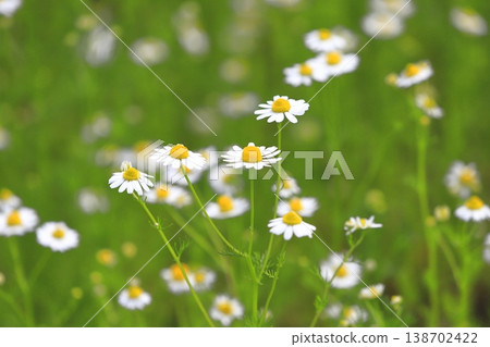 Pretty chamomile flower (German chamomile) Pretty chamomile flower (German chamomile) 138702422