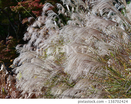Tenryu-ji Temple, Japanese pampas grass (susuki) Tenryu-ji Temple, Japanese pampas grass (susuki) 138702424