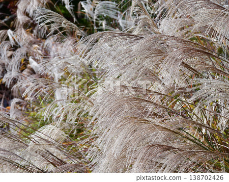 Tenryu-ji Temple, Japanese pampas grass (susuki) Tenryu-ji Temple, Japanese pampas grass (susuki) 138702426