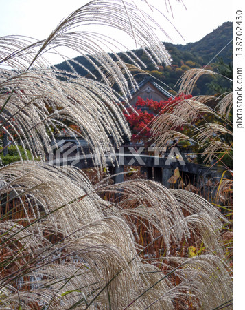 Tenryu-ji Temple: Pampas grass and autumn leaves Tenryu-ji Temple: Pampas grass and autumn leaves 138702430