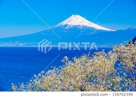 Cherry blossoms in the mountains of Ida, Nishi-Izu, Shizuoka Prefecture, and Mount Fuji across the sea. Cherry blossoms in the mountains of Ida, Nishi-Izu, Shizuoka Prefecture, and Mount Fuji across the sea. 138702599