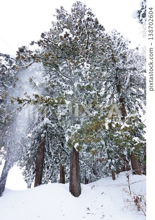新潟縣魚沼市白雪皚皚的冷杉樹 新潟縣魚沼市白雪皚皚的冷杉樹 138702604