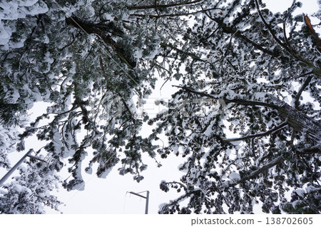 Looking up at the snow-covered sky in Uonuma City, Niigata Prefecture Looking up at the snow-covered sky in Uonuma City, Niigata Prefecture 138702605