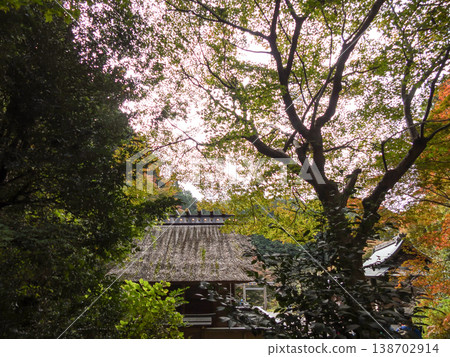 Hyuga Grand Shrine (Ise Shrine of Kyoto) Worship Hall - Autumn Leaves Hyuga Grand Shrine (Ise Shrine of Kyoto) Worship Hall - Autumn Leaves 138702914
