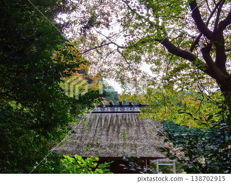 Hyuga Grand Shrine (Ise Shrine of Kyoto) Worship Hall - Autumn Leaves Hyuga Grand Shrine (Ise Shrine of Kyoto) Worship Hall - Autumn Leaves 138702915