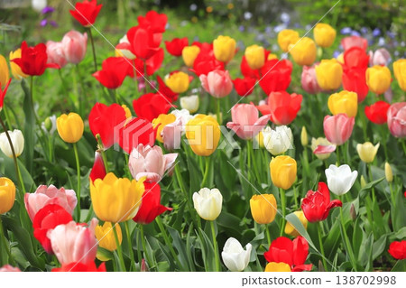 Multicolored tulips Multicolored tulips 138702998