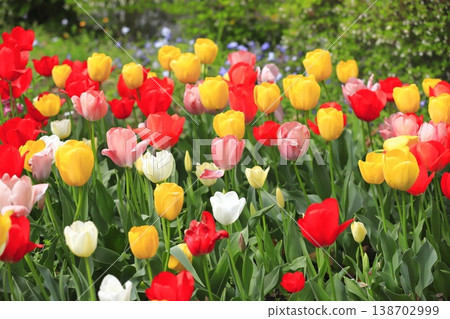 Multicolored tulips 138702999