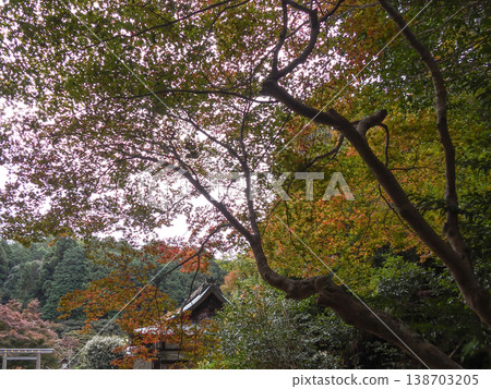 日向神社（京都伊勢神宮）的秋葉 138703205