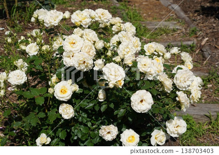 Sakaki Chikuma River Rose Park in Sakaki Town, Nagano Prefecture, is a beautiful rose park located on the banks of the Chikuma River, surrounded by mountains. 138703403