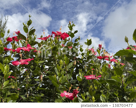 首里城公園裡的扶桑花 首里城公園裡的扶桑花 138703477