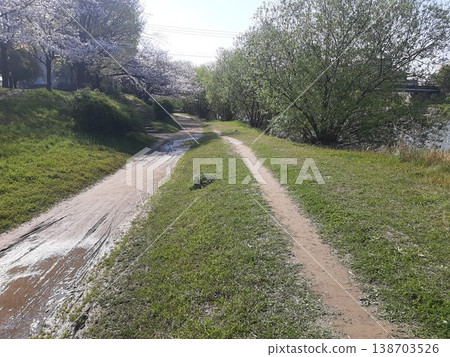 步道、櫻花與道路、小路 步道、櫻花與道路、小路 138703526