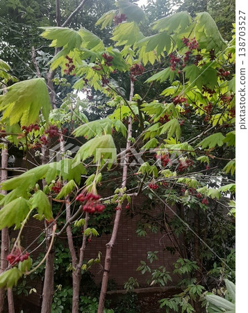 紅色水果植物 紅色水果植物 138703527
