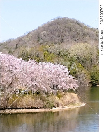 櫻花盛開的公園：三田青野水壩，一個櫻花盛開的水上花園。 138703763