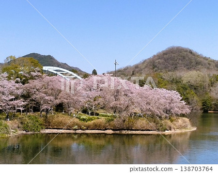 櫻花盛開的公園：三田青野水壩，一個櫻花盛開的水上花園。 138703764
