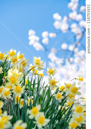A spring flower landscape adorned with blue skies, daffodils, and cherry blossoms. 138703831