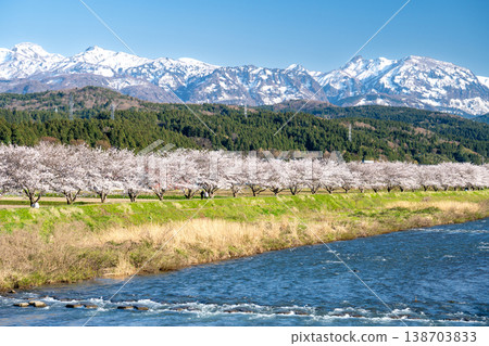春日美景,櫻花樹沿河而立,遠方是白雪皚皚的山峰。 春日美景,櫻花樹沿河而立,遠方是白雪皚皚的山峰。 138703833