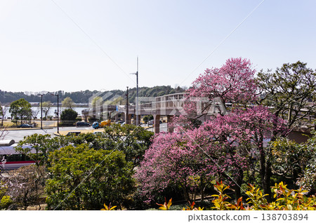 茨城縣水戶市常盤町偕樂園、梅花和千場湖 138703894