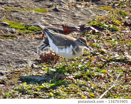 Kamo River - Common Sandpiper Kamo River - Common Sandpiper 138703905