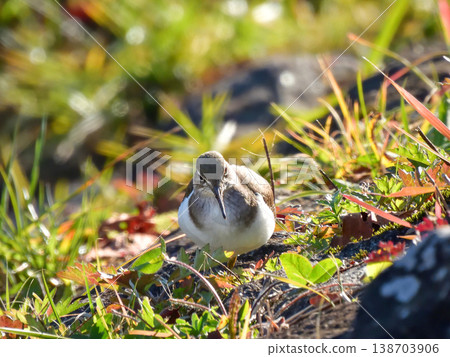 Kamo River - Common Sandpiper Kamo River - Common Sandpiper 138703906
