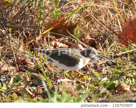 Kamo River - Common Sandpiper Kamo River - Common Sandpiper 138703907