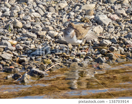 Kamo River - Common Sandpiper Kamo River - Common Sandpiper 138703914