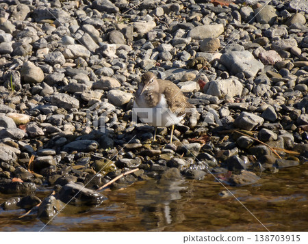 Kamo River - Common Sandpiper Kamo River - Common Sandpiper 138703915