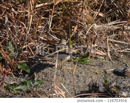 Kamo River - Common Sandpiper Kamo River - Common Sandpiper 138703916