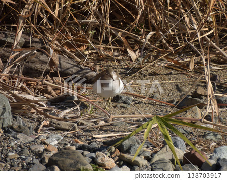 Kamo River - Common Sandpiper Kamo River - Common Sandpiper 138703917
