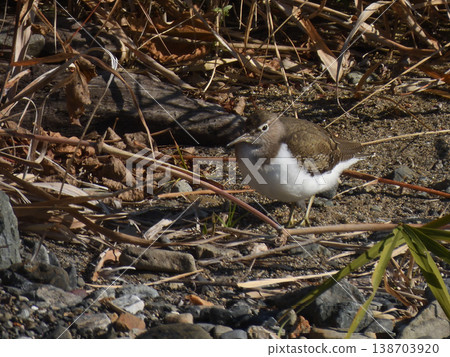 Kamo River - Common Sandpiper Kamo River - Common Sandpiper 138703920
