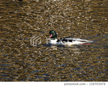 Common Merganser (male) 138703978