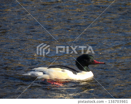 Common Merganser (male) Common Merganser (male) 138703981