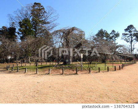 Kamigamo Shrine (Kamowakeikazuchi Shrine) Goshozakura 138704325