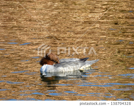Common Merganser (female) Common Merganser (female) 138704328