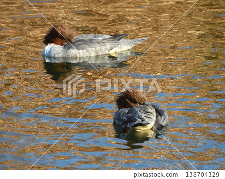 Common Merganser (female) Common Merganser (female) 138704329