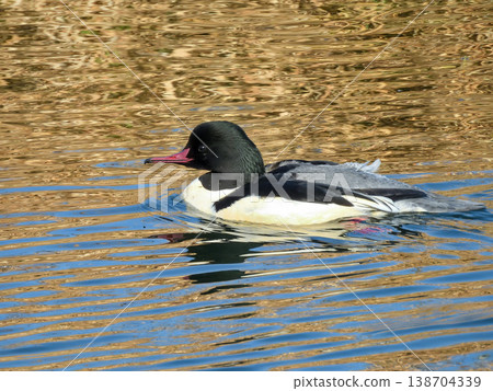 普通秋沙鴨（雄性） 138704339
