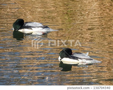 Common Merganser (male) Common Merganser (male) 138704340