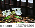 A spring garden where white hydrangeas begin to bloom. 138704809