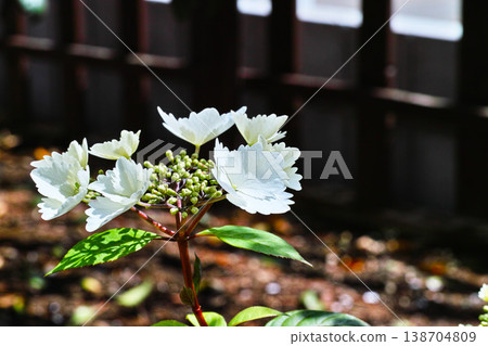 A spring garden where white hydrangeas begin to bloom. A spring garden where white hydrangeas begin to bloom. 138704809