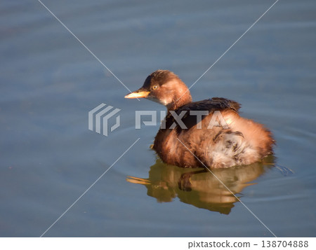 Kamo River - Little Grebe 138704888