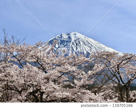 Fuji and cherry blossoms Fuji and cherry blossoms 138705166