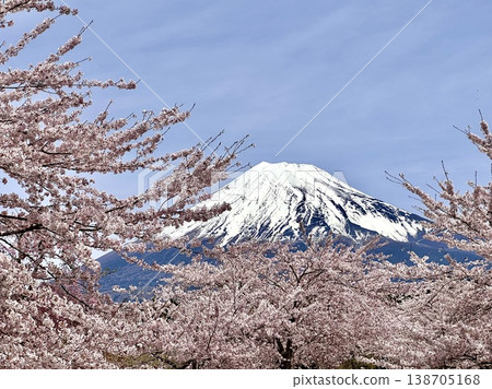 Cherry blossom spring Cherry blossom spring 138705168