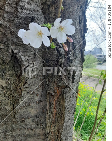 Small cherry blossoms blooming on the trunk of cherry blossoms Small cherry blossoms blooming on the trunk of cherry blossoms 138705184