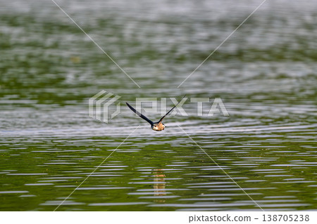 The fastest bird in horizontal flight is the blue-tailed swift The fastest bird in horizontal flight is the blue-tailed swift 138705238