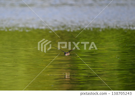 水平飛行速度最快的鳥類是藍尾雨燕。 138705243