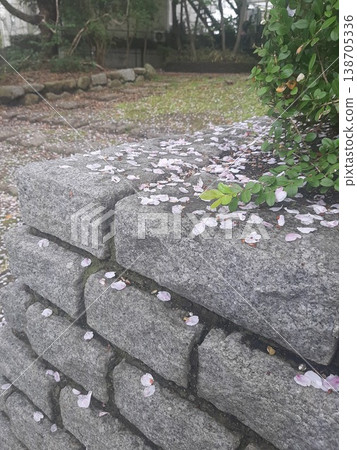 Cherry petals scattered on stone steps Cherry petals scattered on stone steps 138705336