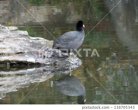 Kyoto Imperial Palace, Oike Garden: Eurasian Coot 138705343