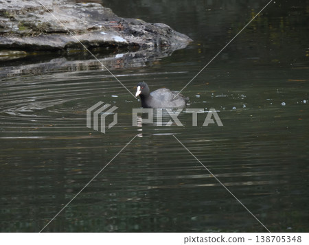 Kyoto Imperial Palace, Oike Garden: Eurasian Coot 138705348