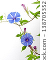 一張照片，畫面中是一朵藍色的牽牛花，帶有白色的斑紋，背景是白色。 138705352
