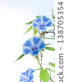 一張照片，畫面中是一朵藍色的牽牛花，帶有白色的斑紋，背景是白色。 138705354