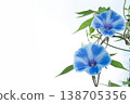 一張照片，畫面中是一朵藍色的牽牛花，帶有白色的斑紋，背景是白色。 138705356